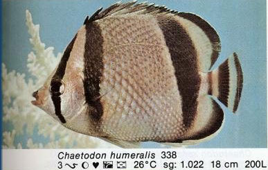 Chaetodon humeralis